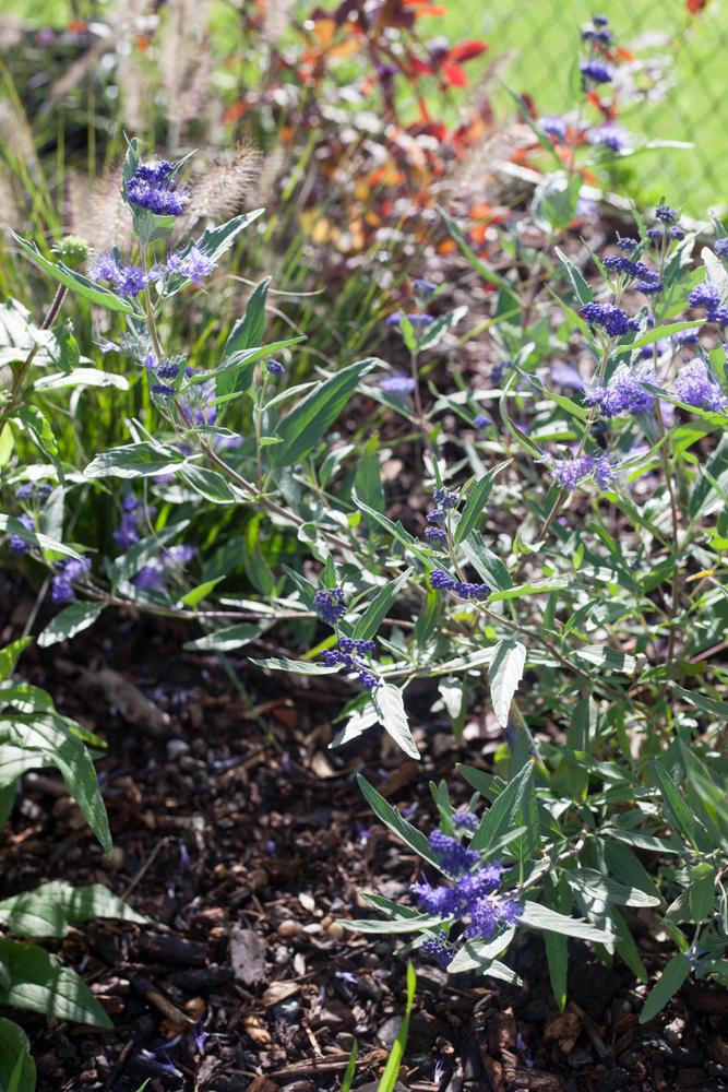 3G Caryopteris x cland. 'Dark Knight' Dark Knight Blue Mist Shrub 1001816