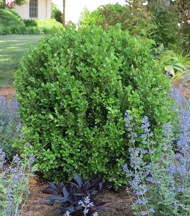 3G Buxus NewGen 'Freedom' ('SB300') NewGen Freedom® Boxwood 1012975