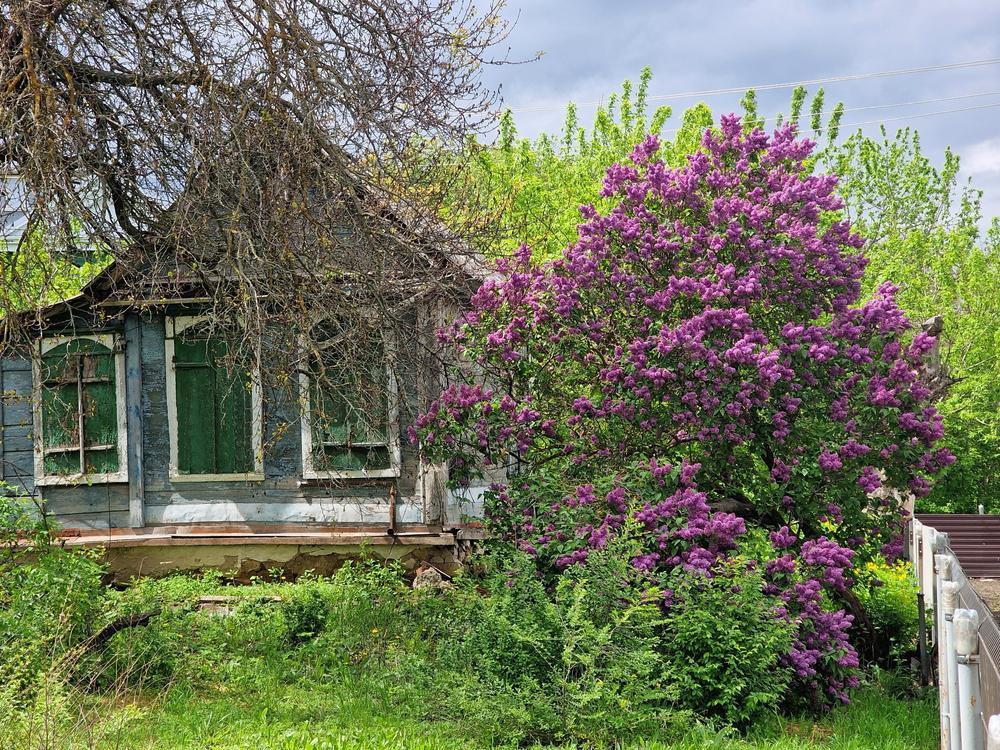 5G Syringa vulgaris 'Sensation' Sensation Lilac