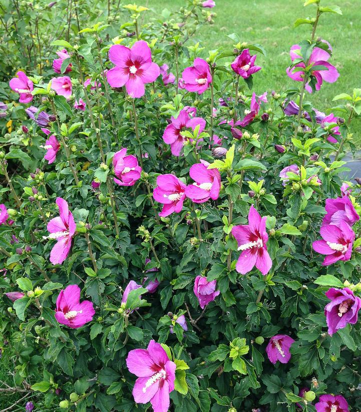 3G Hibiscus syriacus 'Lil' Kim Violet' ('SHIMRV24') Lil' Kim® Violet Rose of Sharon: Patent PPAF 1007297