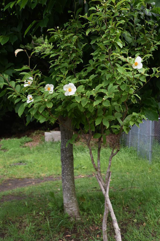 7G STEWARTIA PSEUDOCAMELLIA Japanese Stewartia 1000733