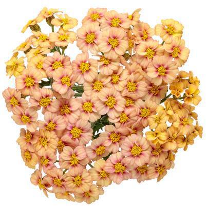 1G Achillea hybrid 'Firefly Peach Sky' Firefly Peach Sky Yarrow: Patent PPAF 1012379