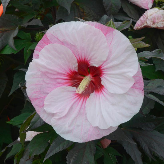 3G Hibiscus Summerific 'Perfect Storm' - Rose Mallo - 1008653