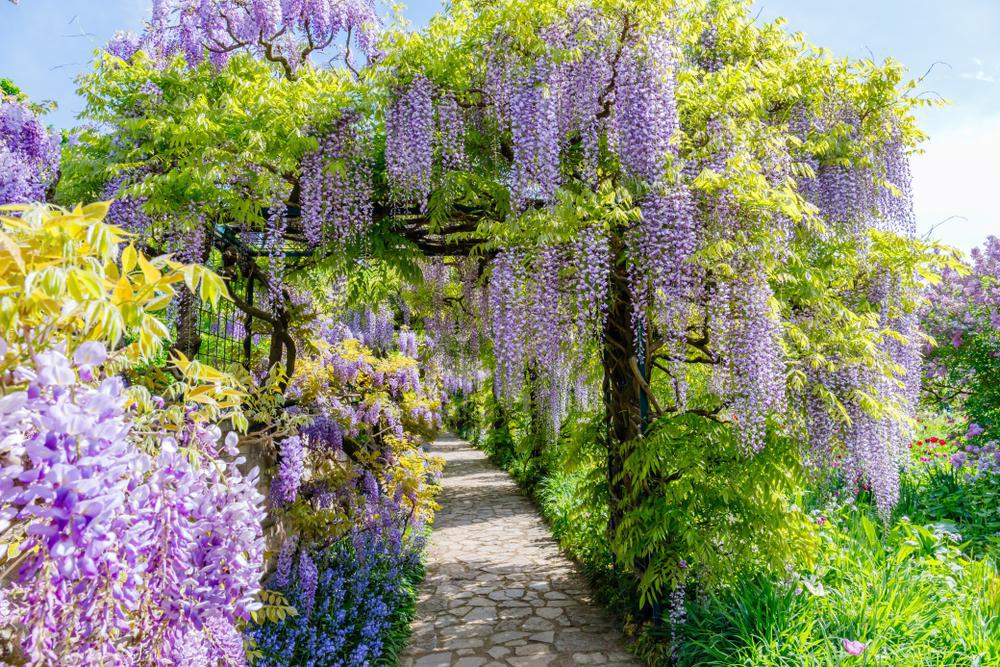 5G WISTERIA MACROSTACHYA `SUMMER CASCADE` Summer Cascade™ Wisteria 1008895