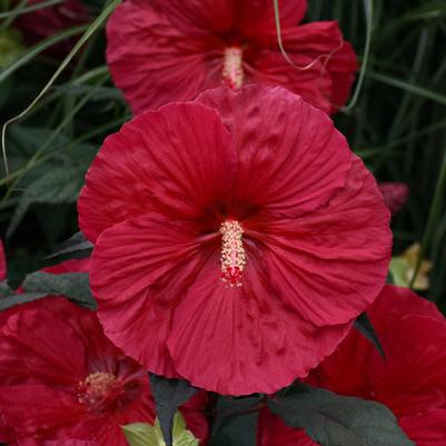 3G Hibiscus 'Mars Madness' Mars Madness Rose Mallow: Patent PP27,838 1011959