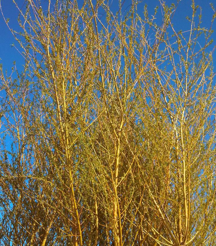 15G SALIX NIOBE Weeping Willow 1000412