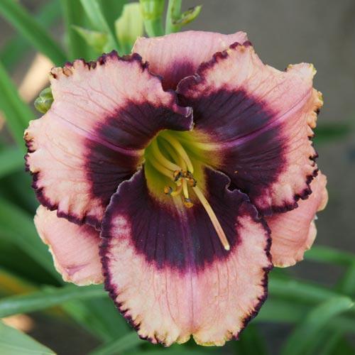 1G Hemerocallis 'Daring Deception' Daring Deception Daylily 1005056