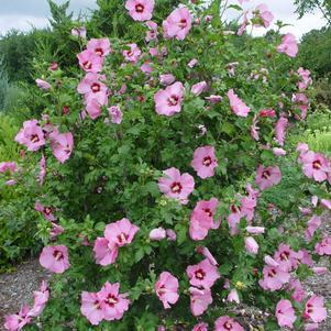 7G Hibiscus Syriacus 'Aphrodite' Treeform (Rose of Sharon) 1003013
