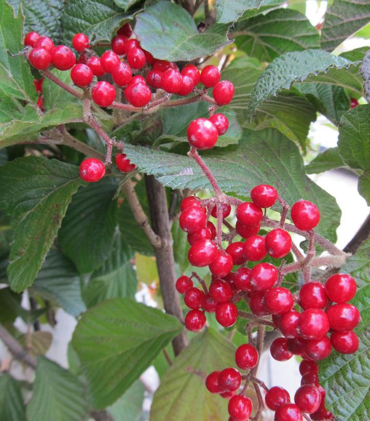 3G Viburnum dilatatum 'Cardinal Candy' ('Henneke') Cardinal Candy® Viburnum 1003737