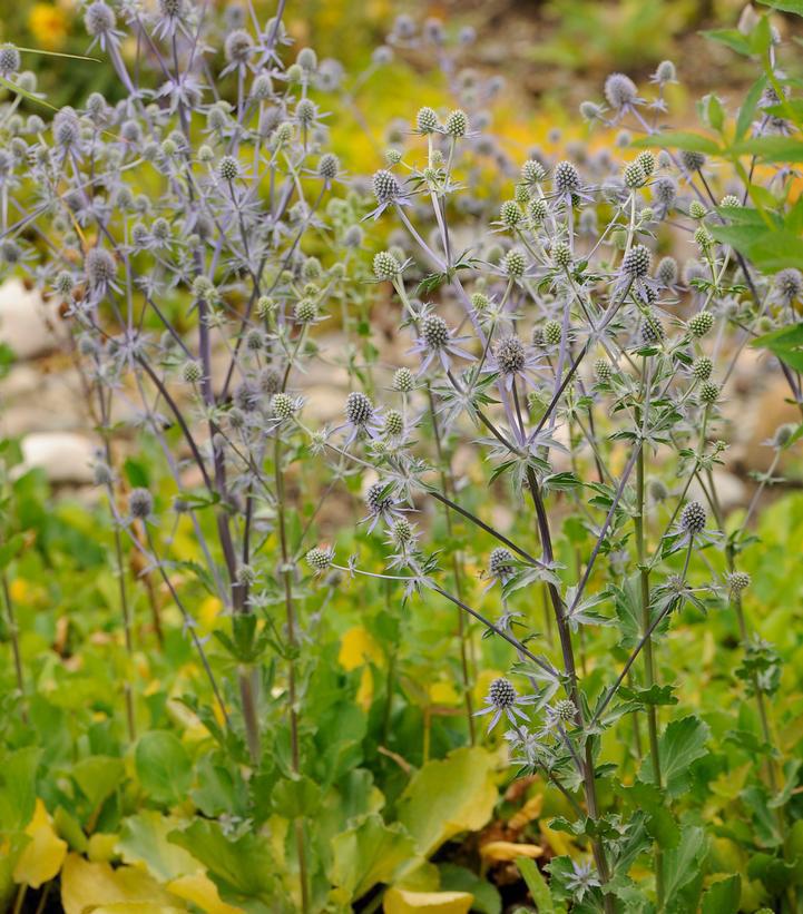 2G Eryngium planum 'Blue Glitter' Blue Glitter Sea Holly 1010129