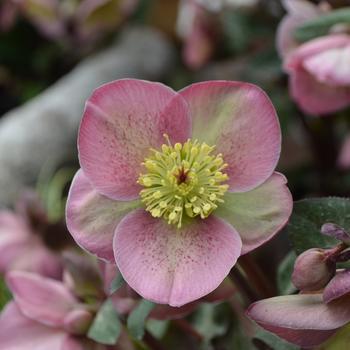 8" Helleborus Frostkiss® 'Pippa's Purple' Pippa's Purple Lenten Rose: Patent PP27,121 1010631