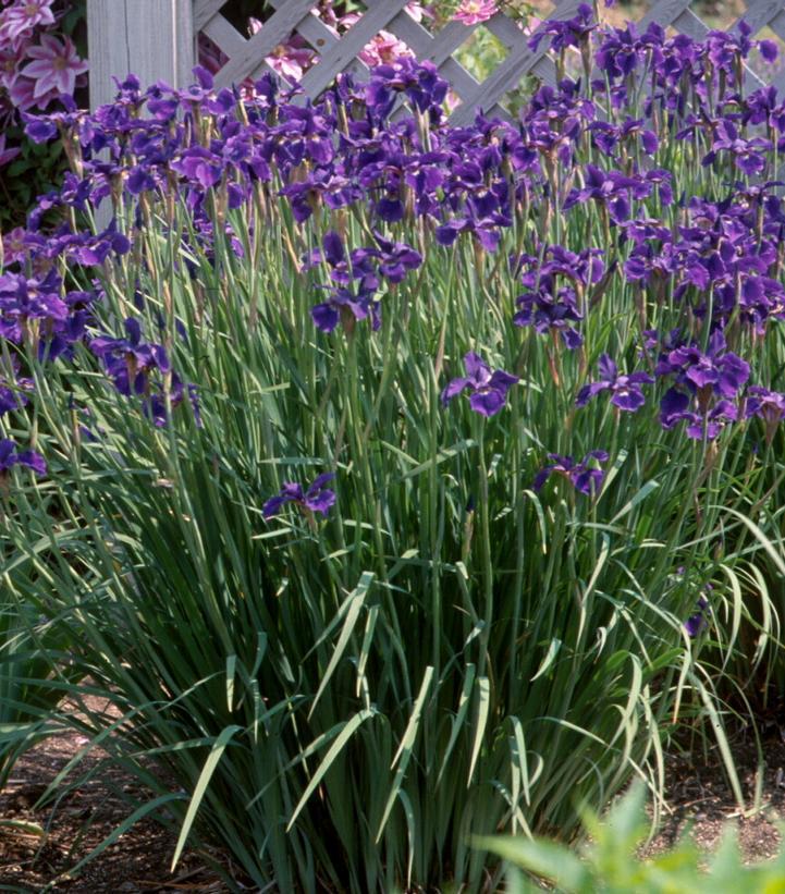 1G Iris sibirica 'Caesars Brother' Caesars Brother Siberian Iris 1000925