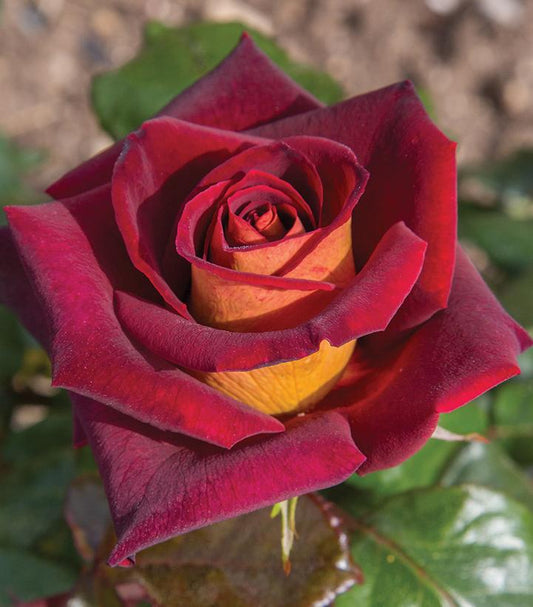 3G Rosa 'Dark Knight' ('Meirysett') Dark Knight™ Hybrid Tea Rose: Patent PP21,071 1014579