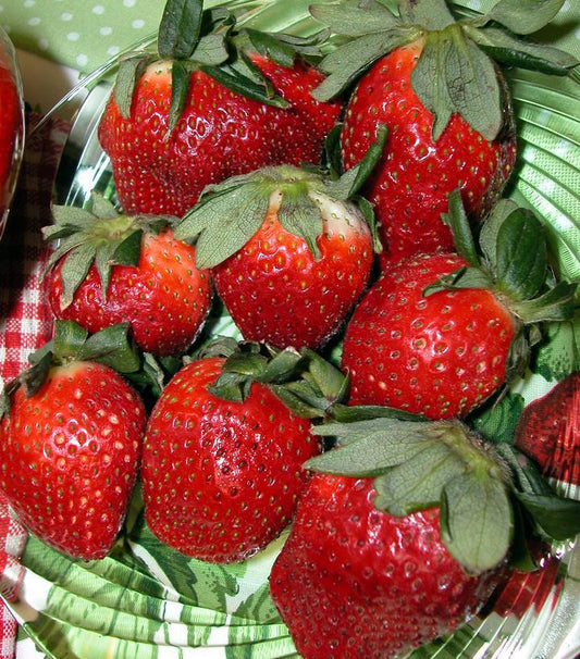 1G STRAWBERRY 'ALLSTAR'  All Star Strawberry 1006883