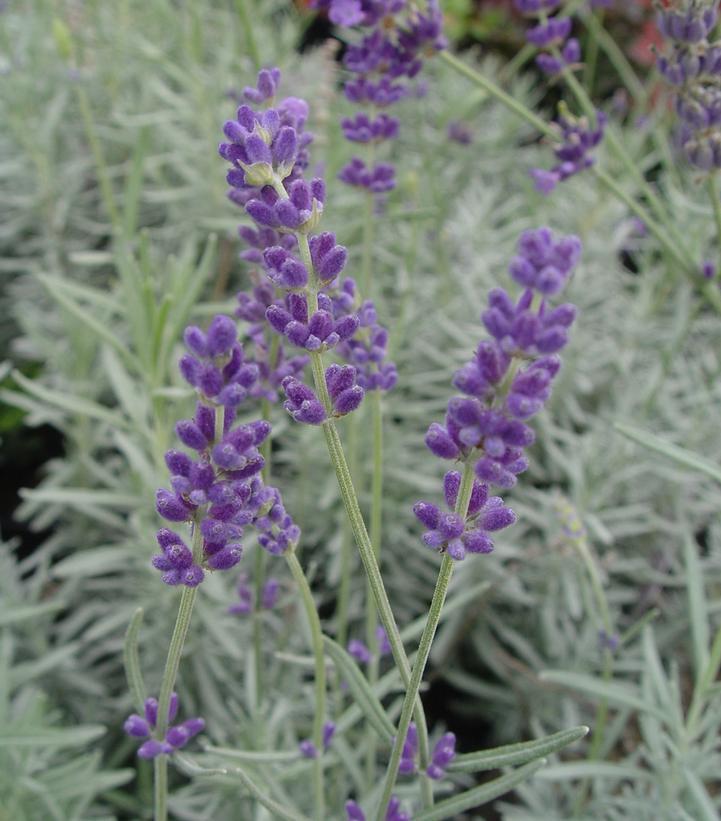 2G Lavandula Angustifolia 'Hidcote' Hidcote Lavender (English Lavender) 1000934