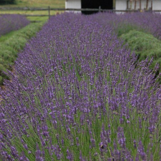 1G LAVANDULA X INTERMEDIA `PHENOMENAL` Phenomenal Lavender: Patent PP24193 1008671