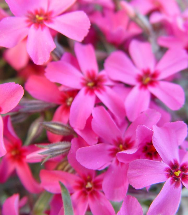 1G Phlox subulata 'Scarlet Flame' Scarlet Flame Moss Phlox (Creeping Phlox) 1000962