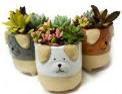 3" Ceramic Dog w/ Succulent - 91583-HS