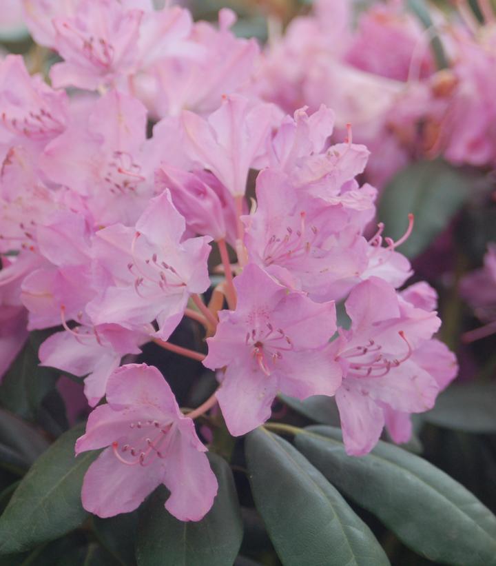 5G Rhododendron cat. 'English Roseum' English Roseum Rhododendron 1000549