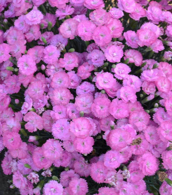 1G Dianthus hybrid Fruit Punch® 'Sweetie Pie' Sweetie Pie Pinks: Patent PPAF 1008108