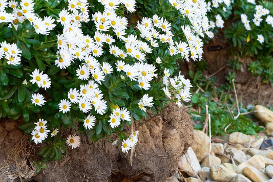 8" Nipponanthemum nipponicum Montauk Daisy 1013038