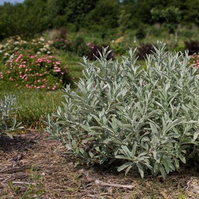 2G Salix Candida 'Iceberg Alley' ('Jefberg') Iceberg Alley® Sageleaf Willow 1012105