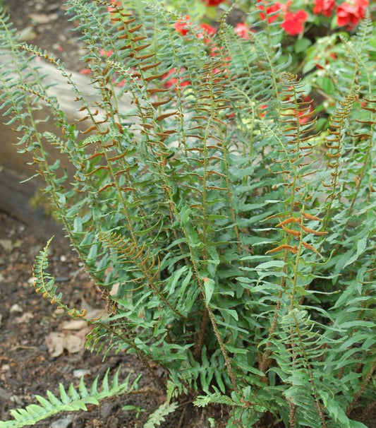 2G Polystichum acrostichoides Christmas Fern