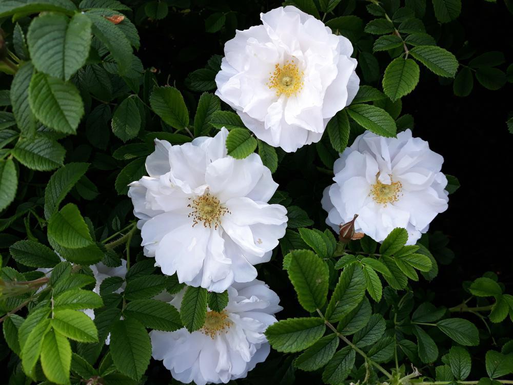 3G ROSA 'RUGOSA ALBA' White Rugosa Rosa (White Beach Rose) 1002371