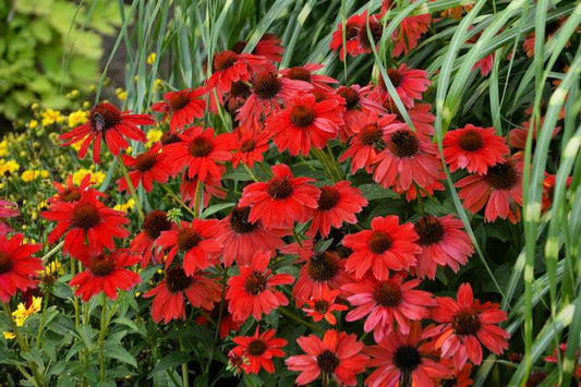 1G Echinacea x Panama™ 'Red' Coneflower 1014986