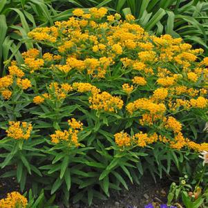 1G ASCLEPIAS TUBEROSA `HELLO YELLOW` (Butterfly Milkweed) AB 1008606