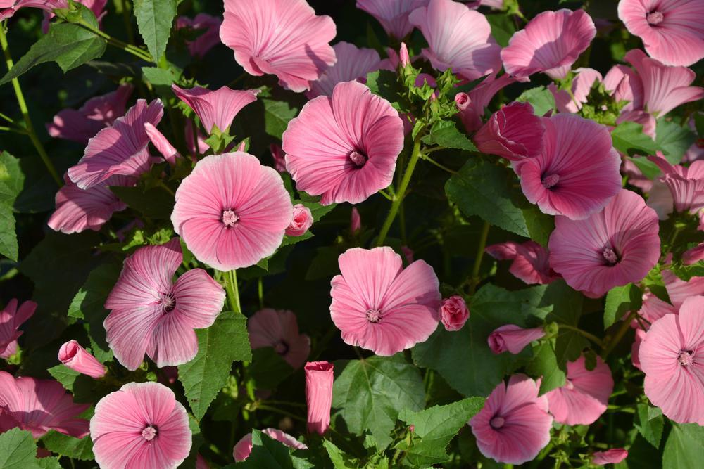 3G Hibiscus 'Airbrush Effect' Rose Mallow: Patent PP29,295 1010630