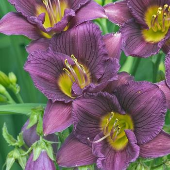 2G Hemerocallis Little Grapette (Daylilly)