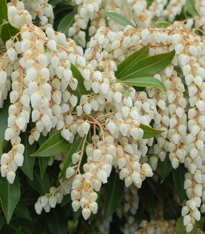 3G Pieris jap. 'Compacta' Compact Japanese Andromeda 1001161