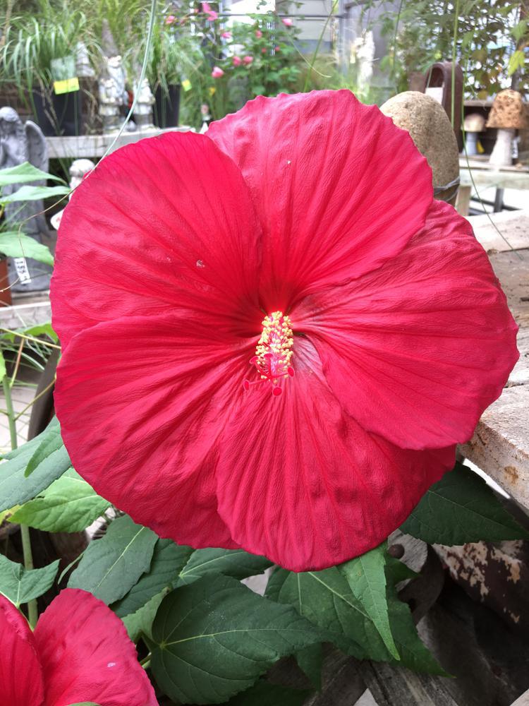 3G Hibiscus hybrid Summerific® 'Holy Grail' Holy Grail Rose Mallow: Patent PPAF 1010629