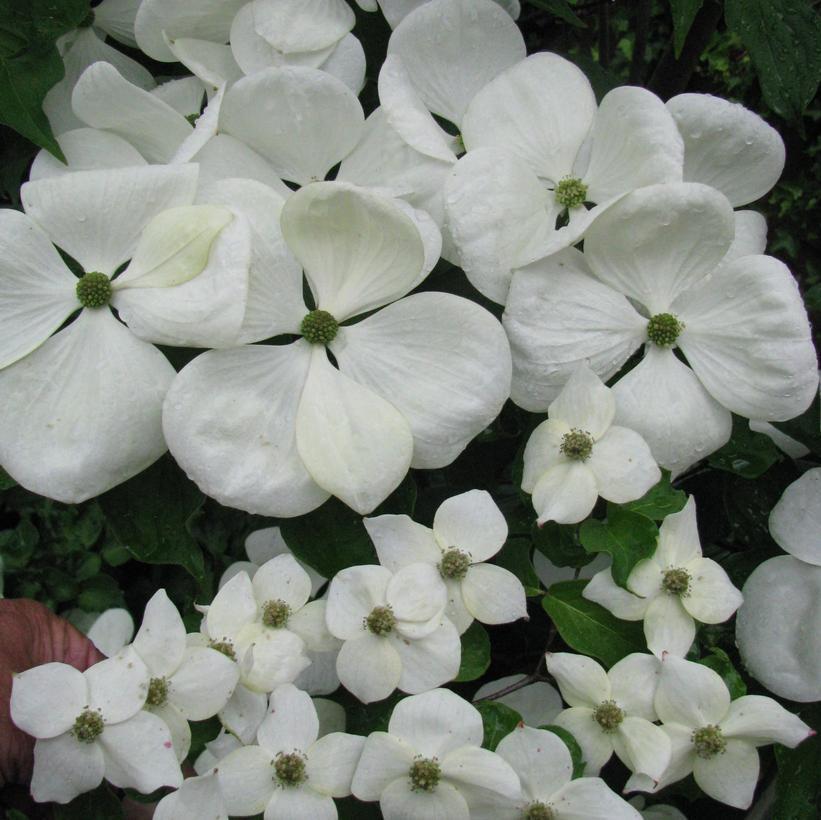 7G Cornus x 'Venus' ('KN30-8') Venus® Dogwood: Patent PP16,309