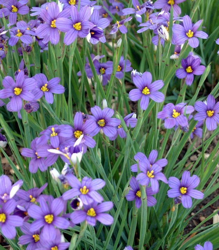 1G Sisyrinchium angust. 'Lucerne' Lucerne Blue-Eyed Grass 1003346