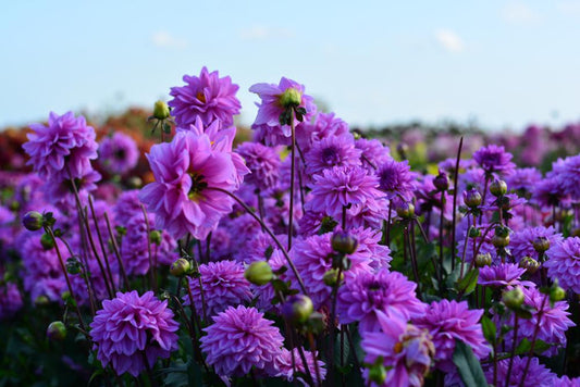 12" DAHLIA `LAVENDER PERFECTION` Dahlia Lavender Perfection 1015516