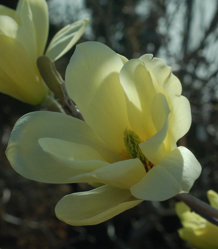 7G Magnolia X 'Butterflies' Butterflies Magnolia 1003012