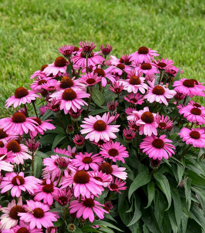 1G Echinacea hybrid Color Coded® 'The Fuchsia is Bright' Color Coded The Fuchsia is Bright Coneflower: Patent PPAF 1020330