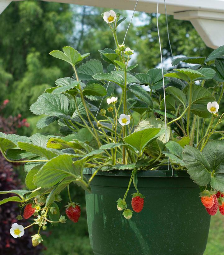 6" POT Fragaria ananassa 'Snowy Belle' Strawberry Snowy Belle 1013851