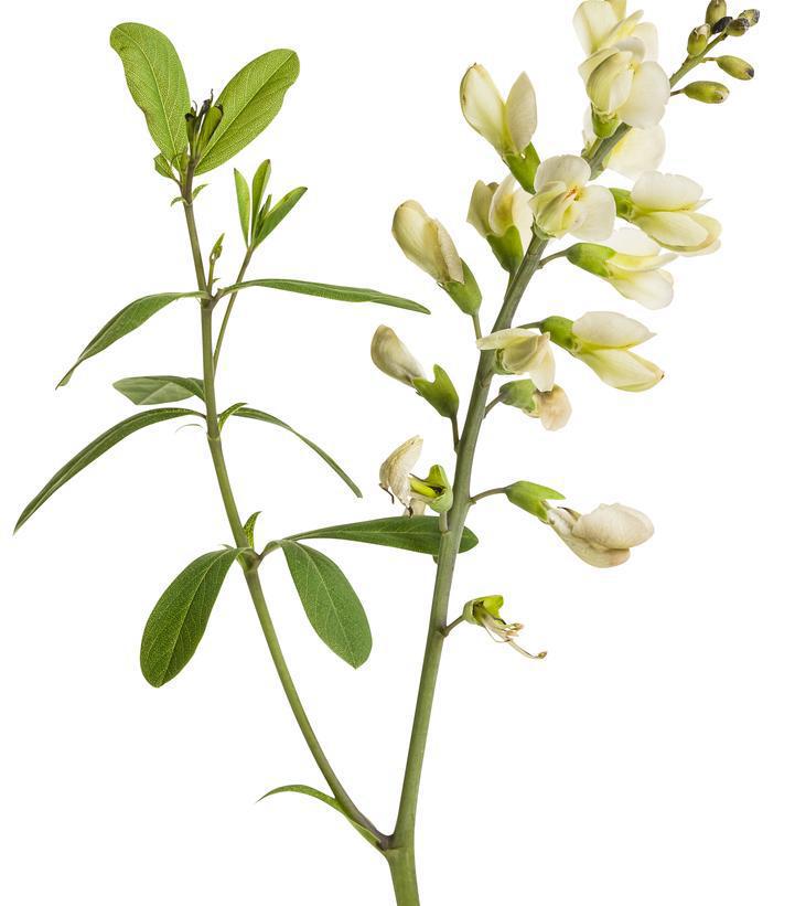 1G Baptisia hybrid Decadence 'Vanilla Cream' Vanilla Cream False Indigo: Patent PP25,663 1008773