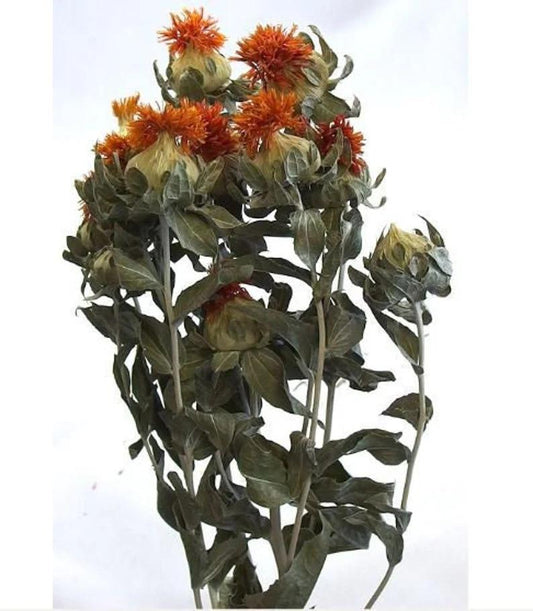 Dried Orange Safflower (Carthamus) 4oz Bunch