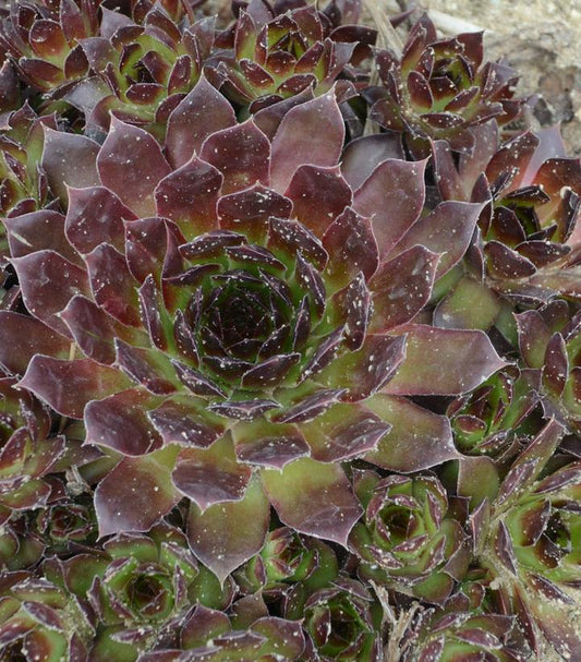 1G Sempervivum 'Black' Black Hen & Chicks 1010552