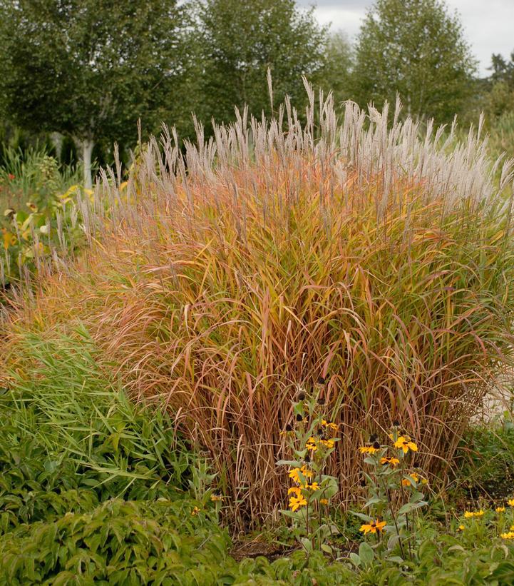 2G Miscanthus sinensis Purpurescens Red Leaved Miscanthus 1001008