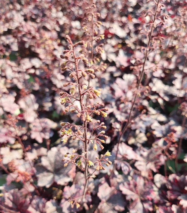 8" Heuchera 'Midnight Rose' Midnight Rose Coralbells: Patent PP18,551 1010869