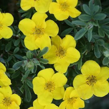 2G Potentilla fruticosa Happy Face® ('Happy Face®') Happy Face® Cinquefoil (Cinquefoils) PW 1005108