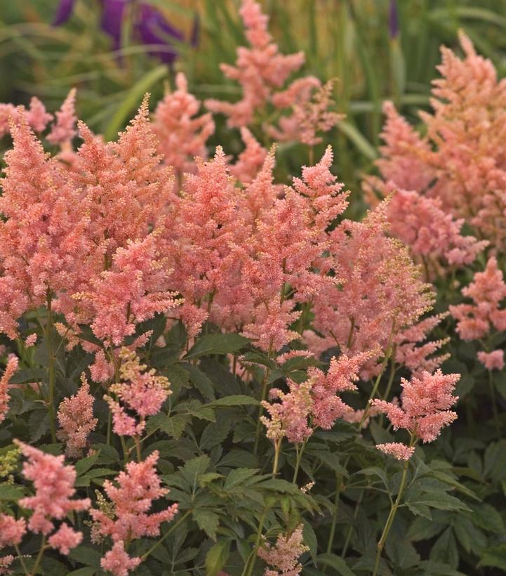 1G Astilbe 'Peach Blossom' Peach Blossom Astilbe (False Spiraea) 1000439