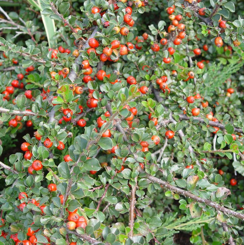 2G COTONEASTER 'APICULATUS' Cranberry Cotoneaster 1001045