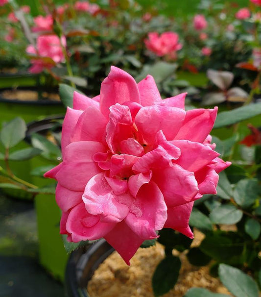 3G Rosa 'Double Pink Knock' Out® Double Pink Knock Out® Rose 1007434