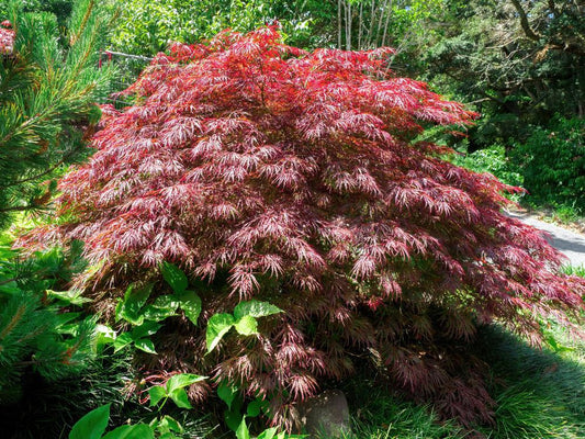 2G Acer palmatum dissectum 'Crimson Queen' Crimson Queen Weeping Japanese Maple